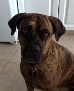 Leash Reactivity in Cane Corsos: Trust vs. Control