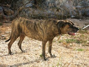 Understanding Public Liability Laws When Owning a Cane Corso