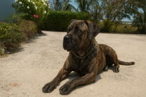 Why Your Cane Corso Doesn’t Trust You Yet — and What to Do About It