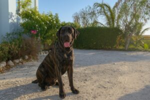 How to Use Eye Contact to Deepen Your Bond With a Cane Corso