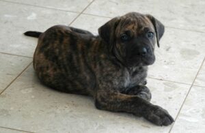 Can You Touch Your Cane Corso Anywhere? What That Says About Trust
